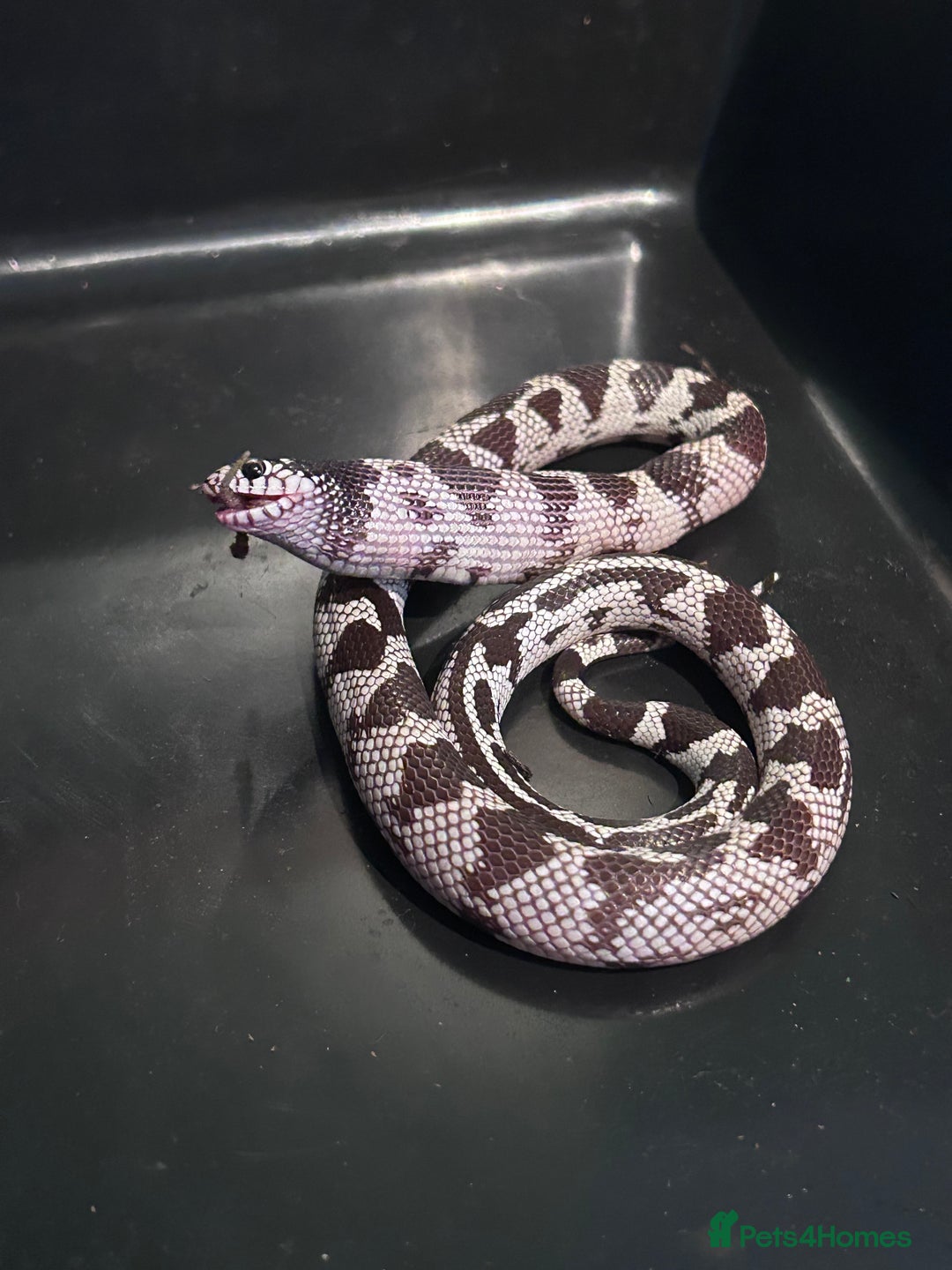 King Snake reptiles for sale: 1 year old California king snake - Advert 3