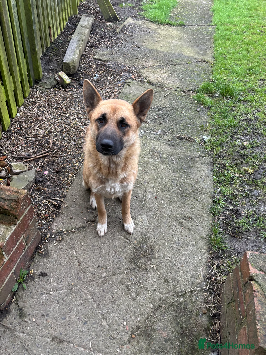 Shepsky dogs for sale: Narla. Husky x German shepherd  - Advert 1