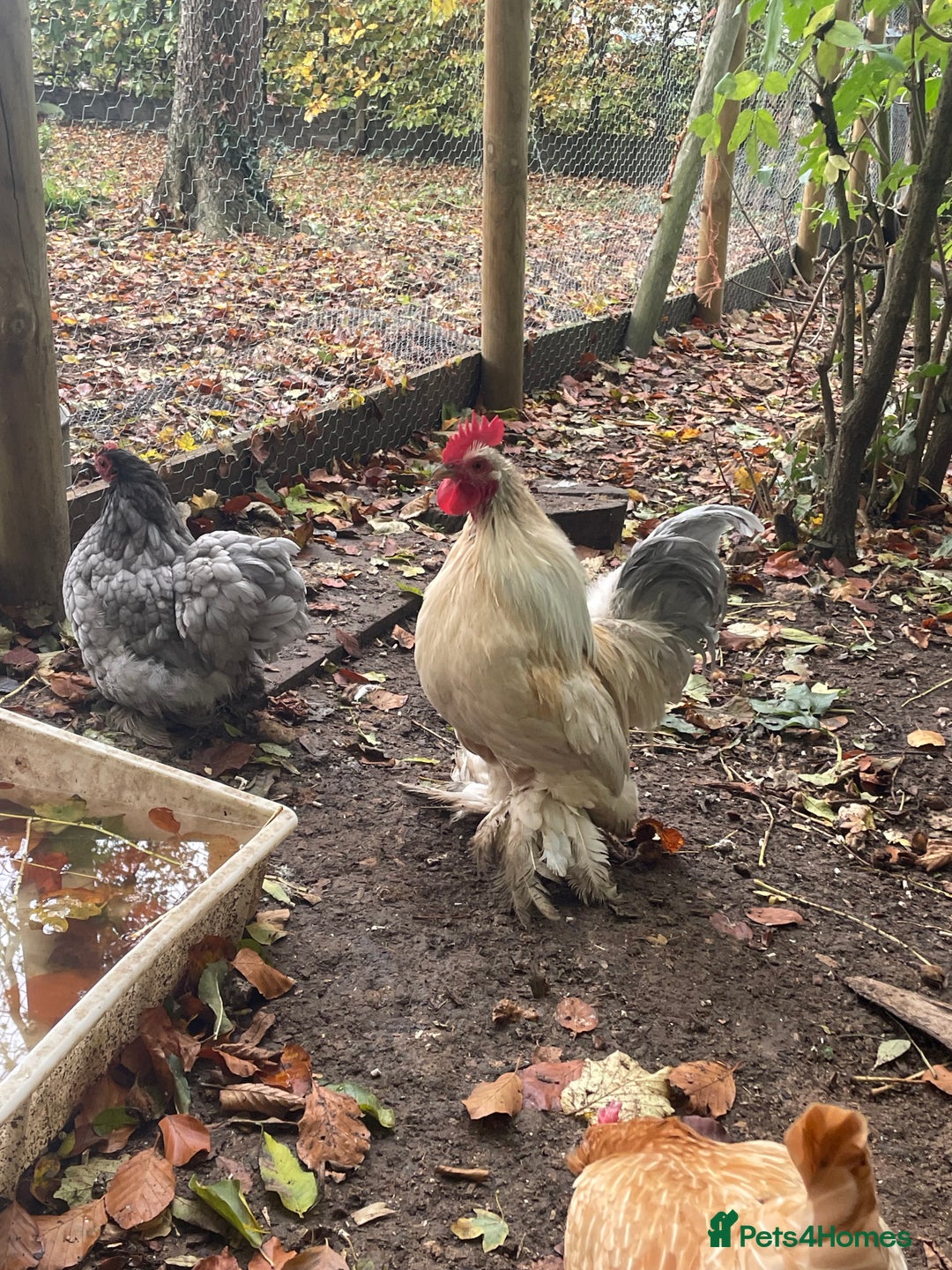 Chickens poultry for sale: Beautiful cockerels  - Image 4