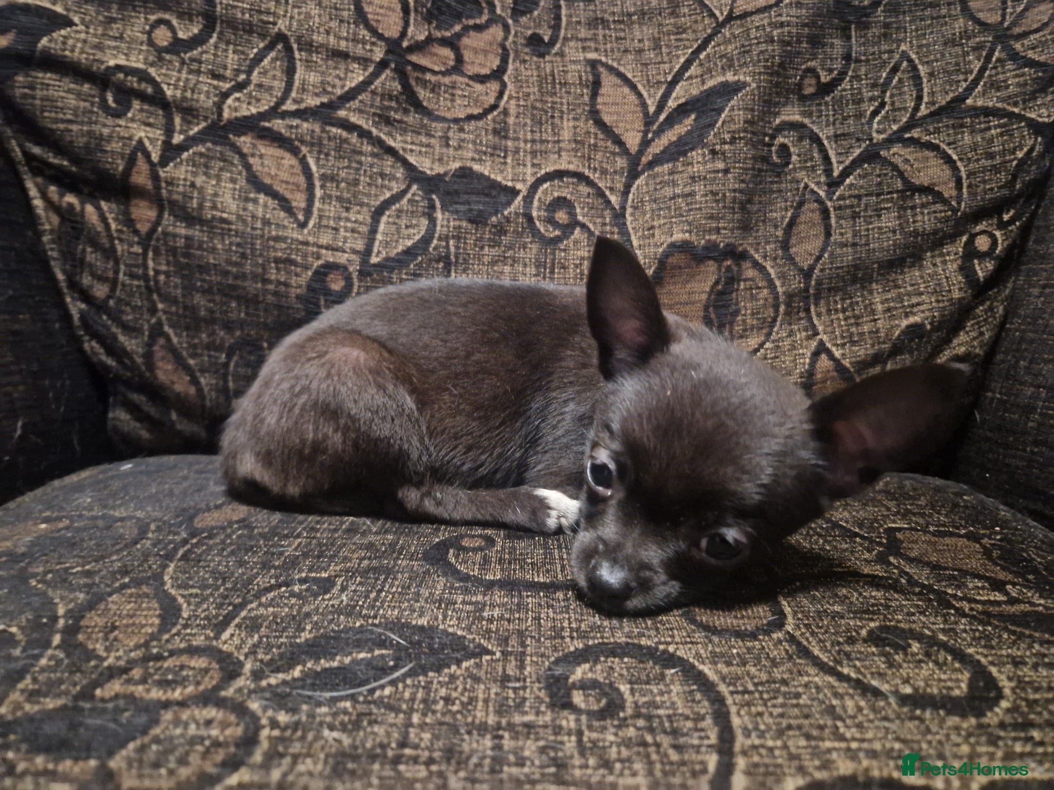 Chihuahua dogs Ready 4 dark brown/black chihuahuas  - Advert 1