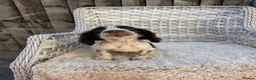 Cocker Spaniel dogs for sale: Working cocker spaniels - Advert 14