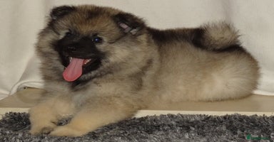 Keeshond dogs - Advert 13