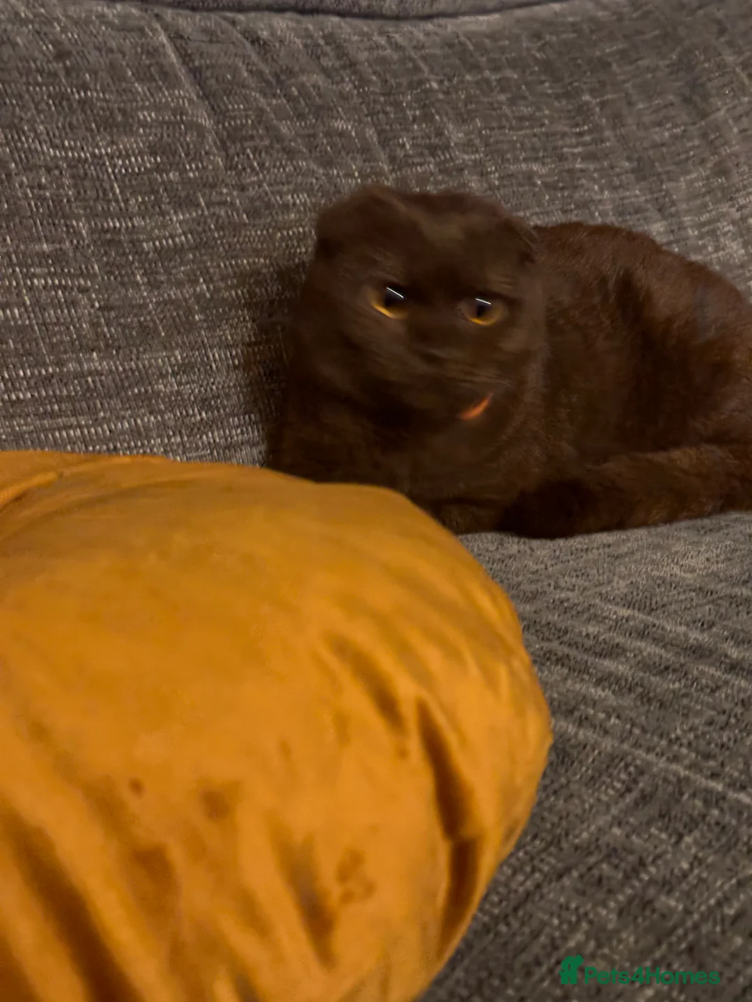 Scottish Fold cats for sale: Rare chocolate Scottish Fold Cat 🐾 - Advert 10