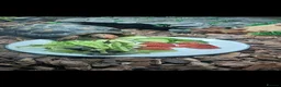 Tortoise reptiles for sale: Red footed tourtise  in Birmingham - Advert 5