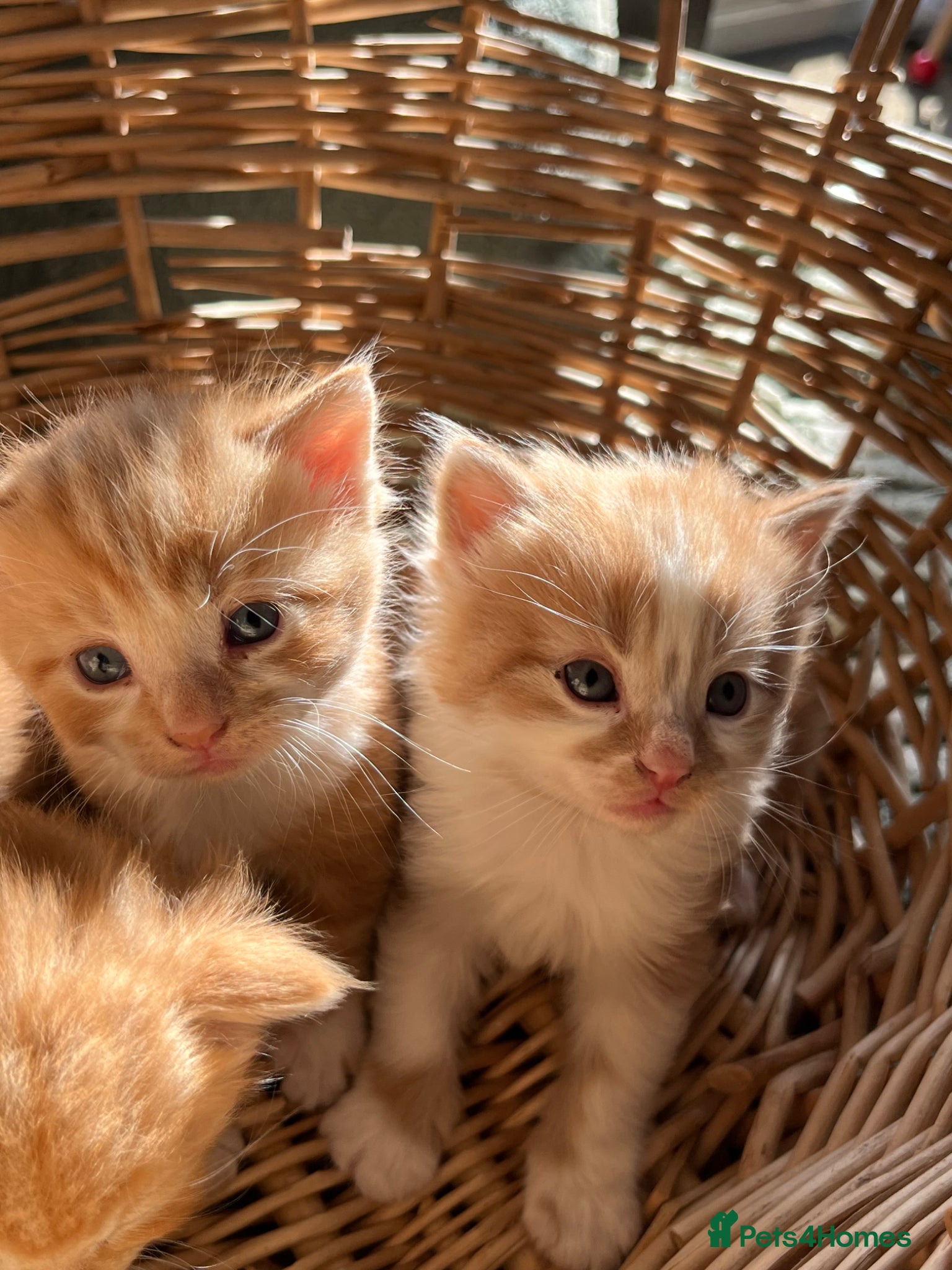 Mixed Breed cats Last boy available,super friendly stunning Ginger  - Advert 16