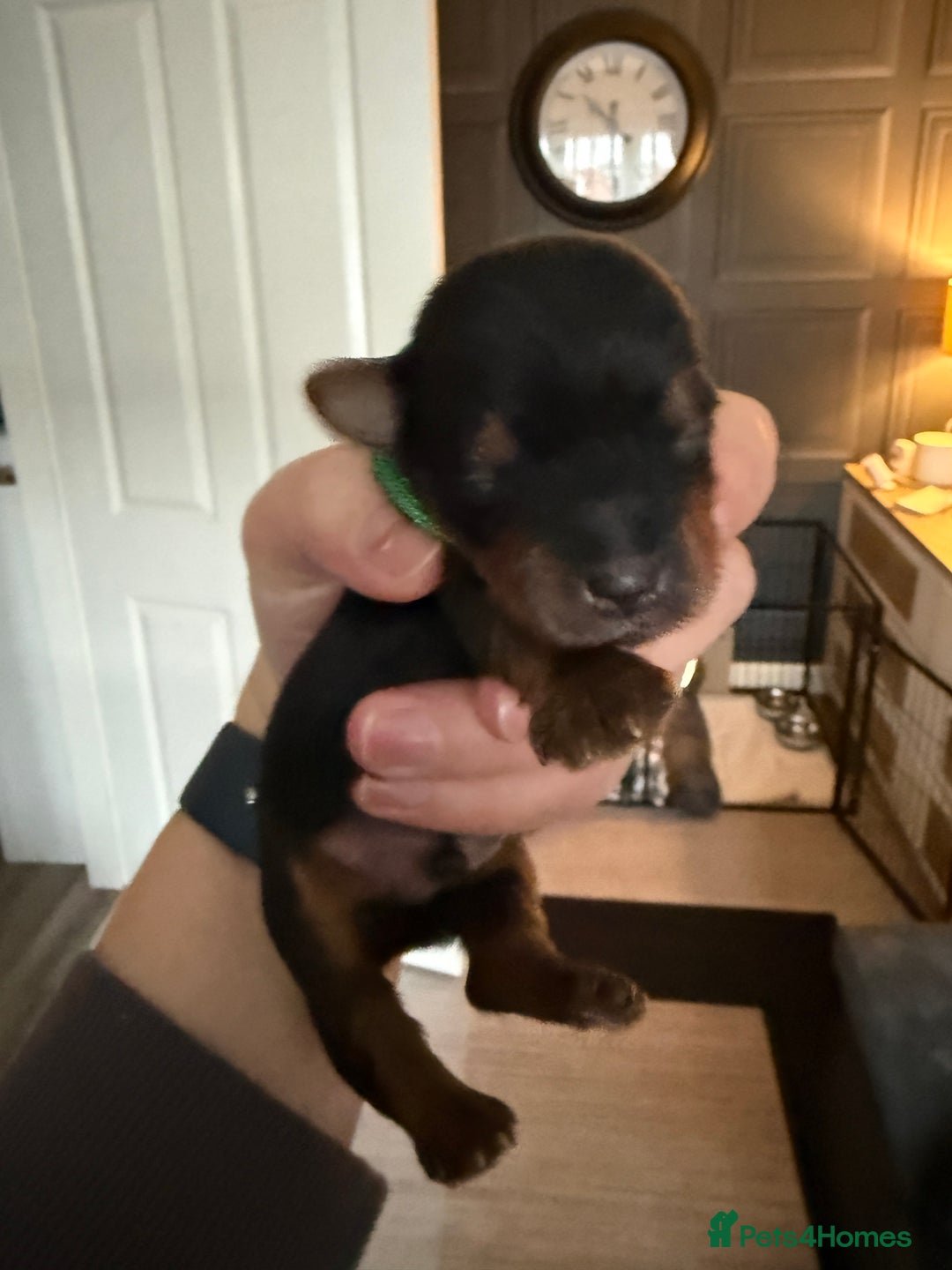 Yorkshire Terrier dogs for sale: Yorkshire terrier puppies  - Advert 4