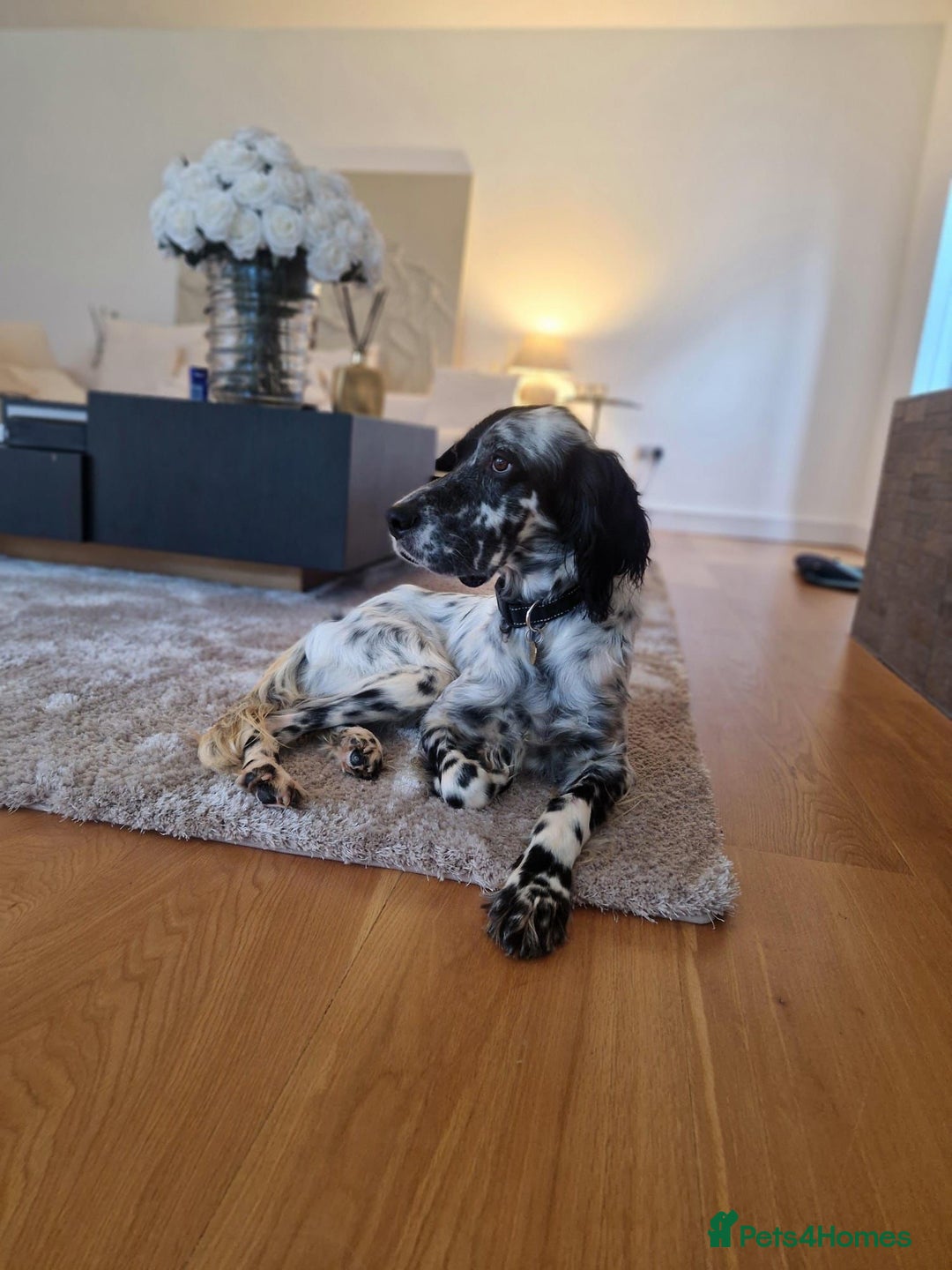 English Setter dogs for adoption: Tae   - Advert 16