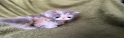 Persian cats for sale: Beautiful GCCF Registered Persian Kittens  - Advert 15
