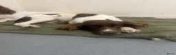 English Springer Spaniel dogs for sale: 8 month old female springer  - Advert 6