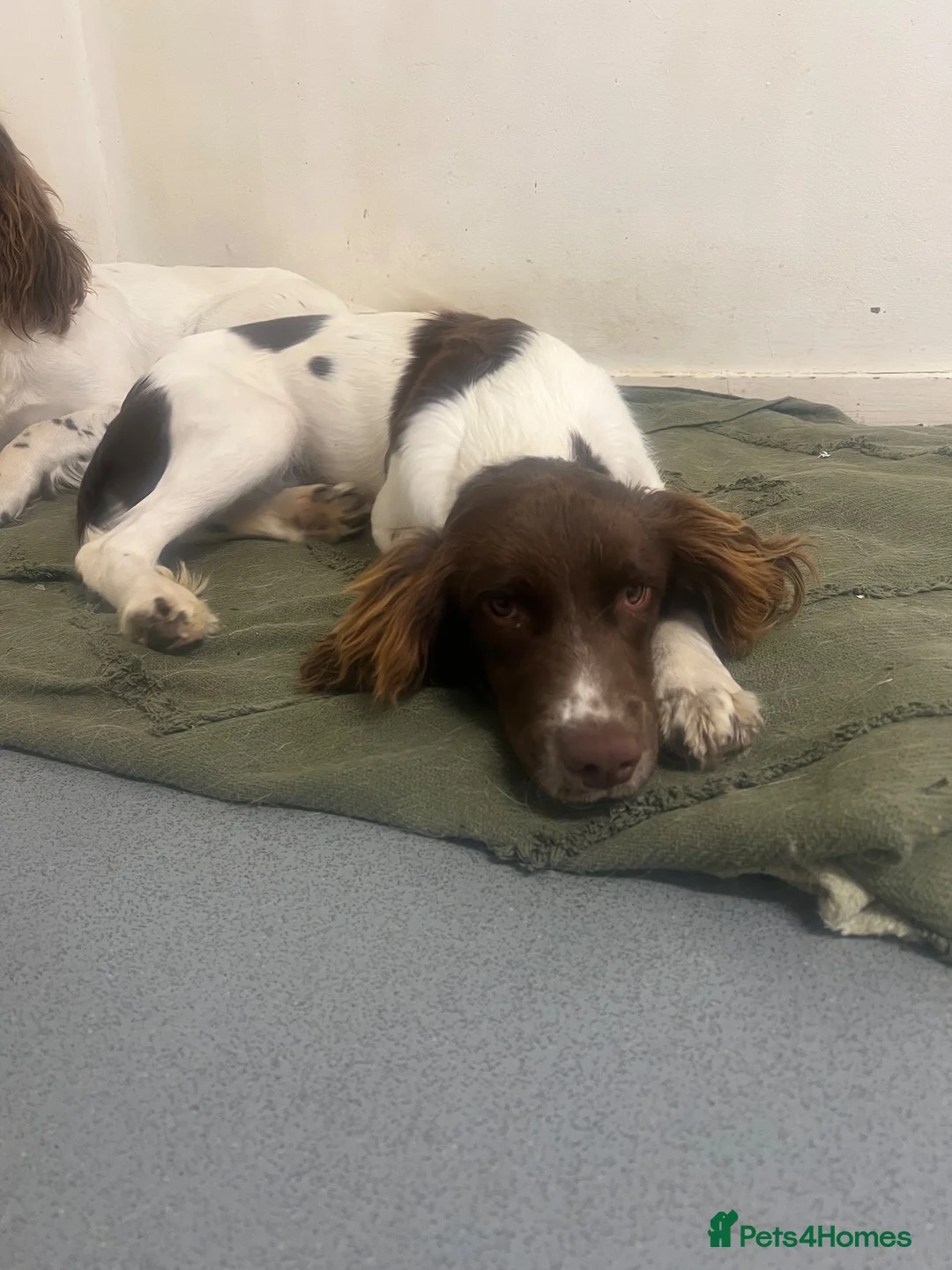 English Springer Spaniel dogs for sale: 8 month old female springer  - Advert 6