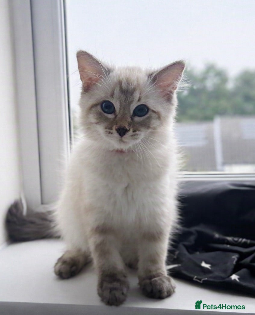 Ragdoll cats ✨ Ready now ✨ Ragdoll Siberian Kittens - Advert 1