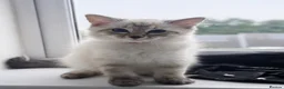 Ragdoll cats for sale: ✨ Ready now ✨ Ragdoll Siberian Kittens - Advert 7