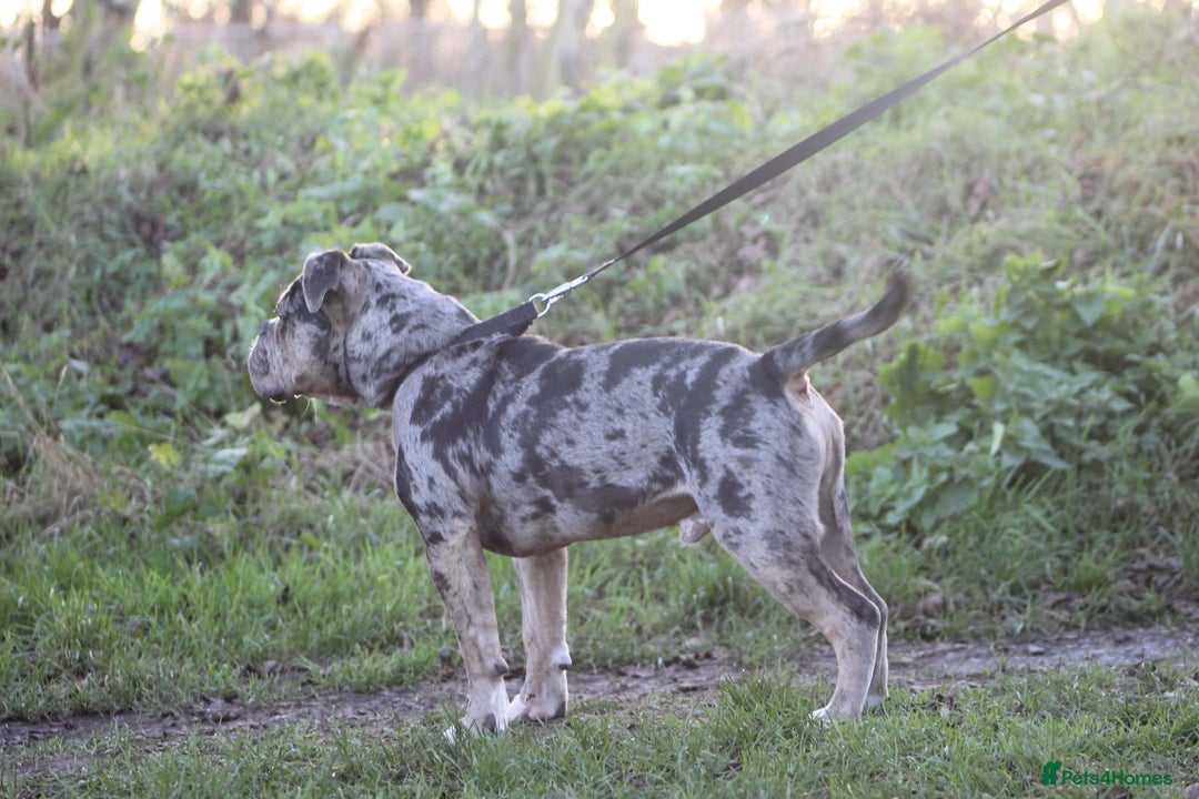 Olde English Bulldogge dogs for sale: Olde English Bulldogge for sale - Advert 4