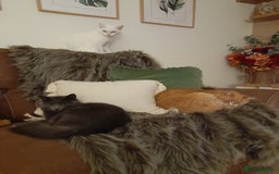 British Longhair cats for sale: British blue longhair - Image 2