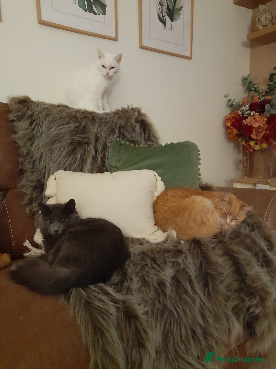 British Longhair cats for sale: British blue longhair - Image 2