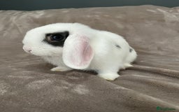 Mini Lop rabbits for sale: Mini lop for for sale - Image 2