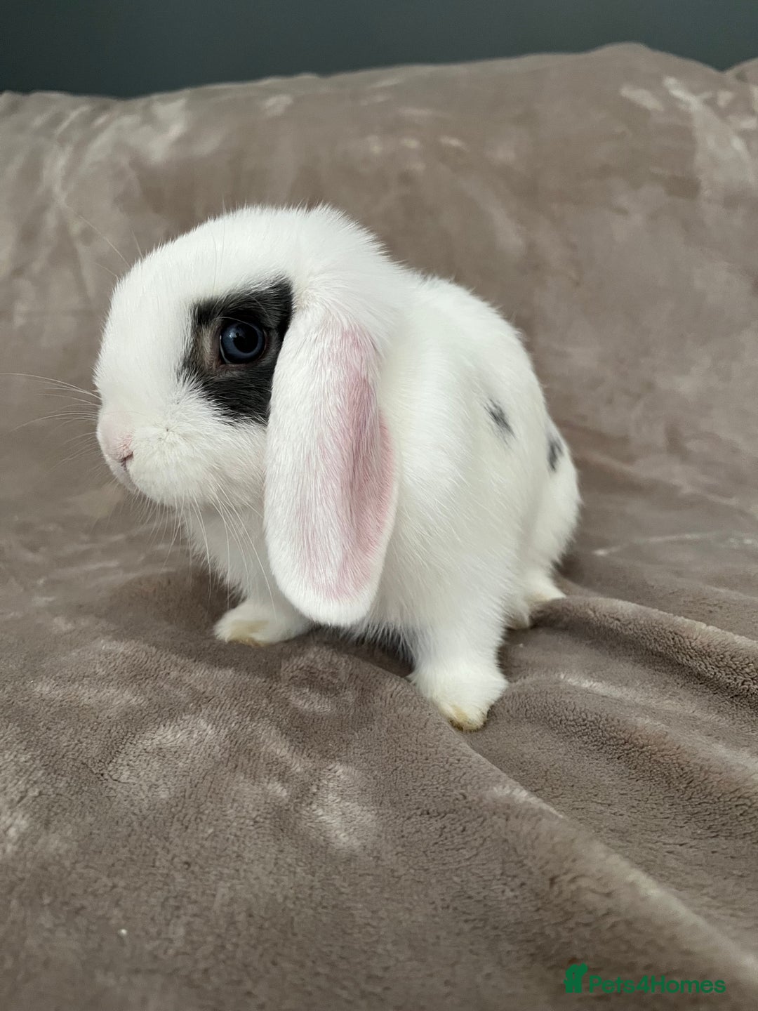 Mini Lop rabbits for sale: Mini lop for for sale - Image 2