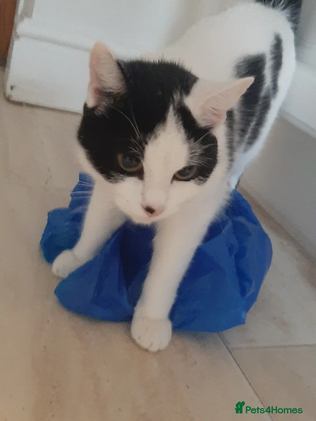 Mixed Breed cats for sale: Going for free because I'm immigrating  - Advert 7