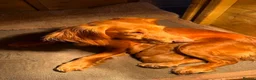 Cocker Spaniel dogs for sale: Pure Bred Red Cocker Spaniel Pups in Leominster - Advert 10