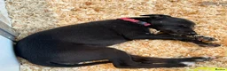 Whippet dogs for sale: Summer’s lovely puppies  - Advert 11