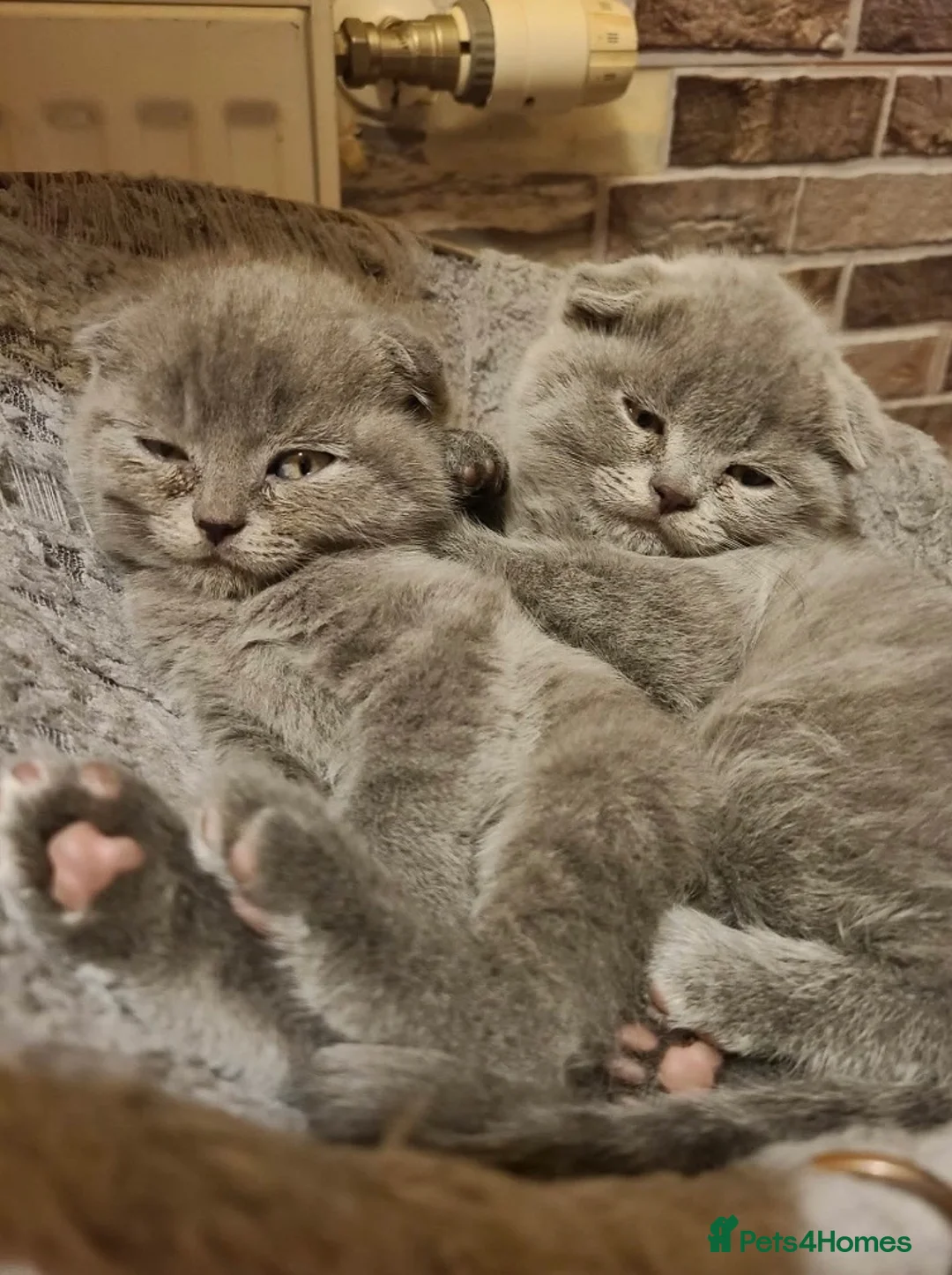 Mixed Breed cats for sale: Beautiful Kittens  - Advert 2