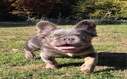 French Bulldog dogs for sale: One male fluffy frenchie kc - Image 6