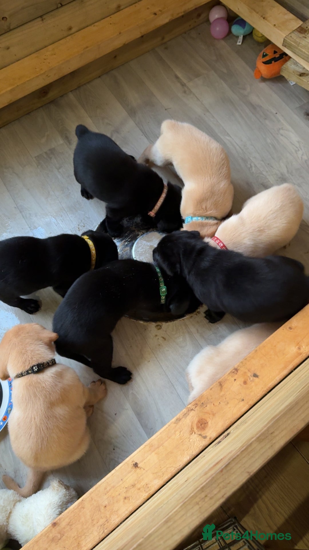Labrador Retriever dogs for sale: 1 black boy left! ready to leave! Perfect labs! - Image 26