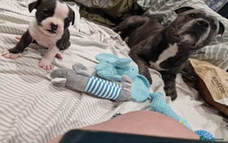 Mixed Breed dogs for sale:  Adorable staffie x frencie pups,Ready Oct31st  - Image 2