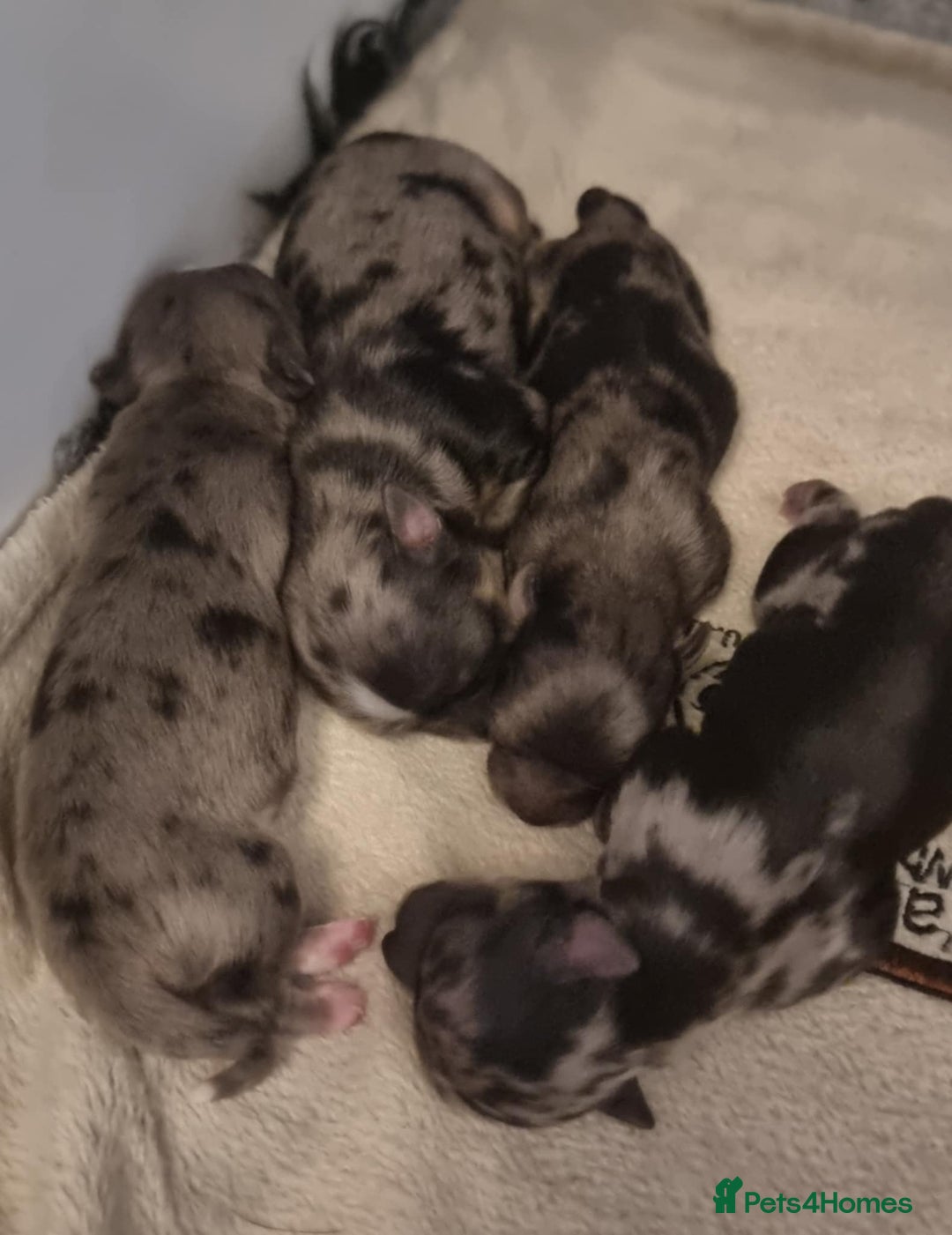 Chihuahua dogs for stud: Merle Chihuahua Stud - Image 11