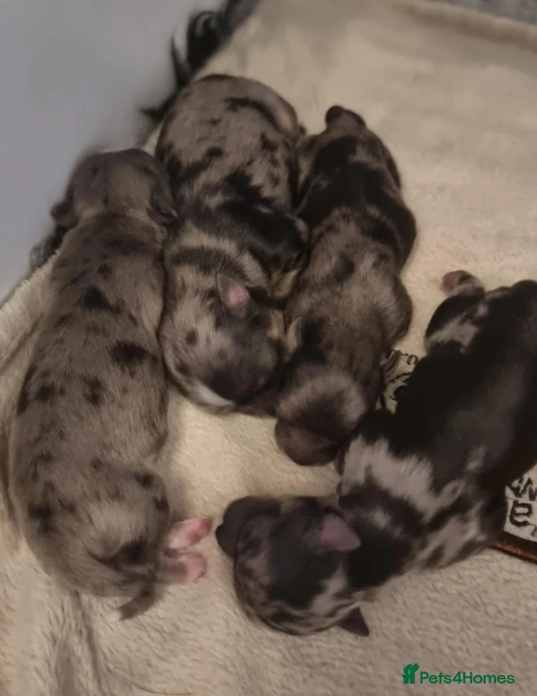 Chihuahua dogs for stud: Merle Chihuahua Stud - Advert 11