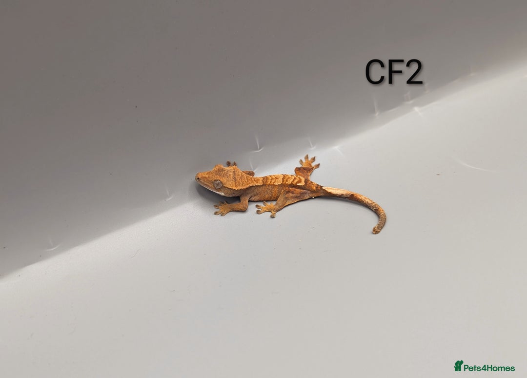 Gecko reptiles for sale: Red Flame Crested Gecko CB25  - Advert 5