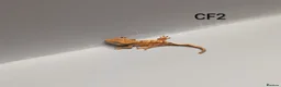 Gecko reptiles for sale: Red Flame Crested Gecko CB25  - Advert 5
