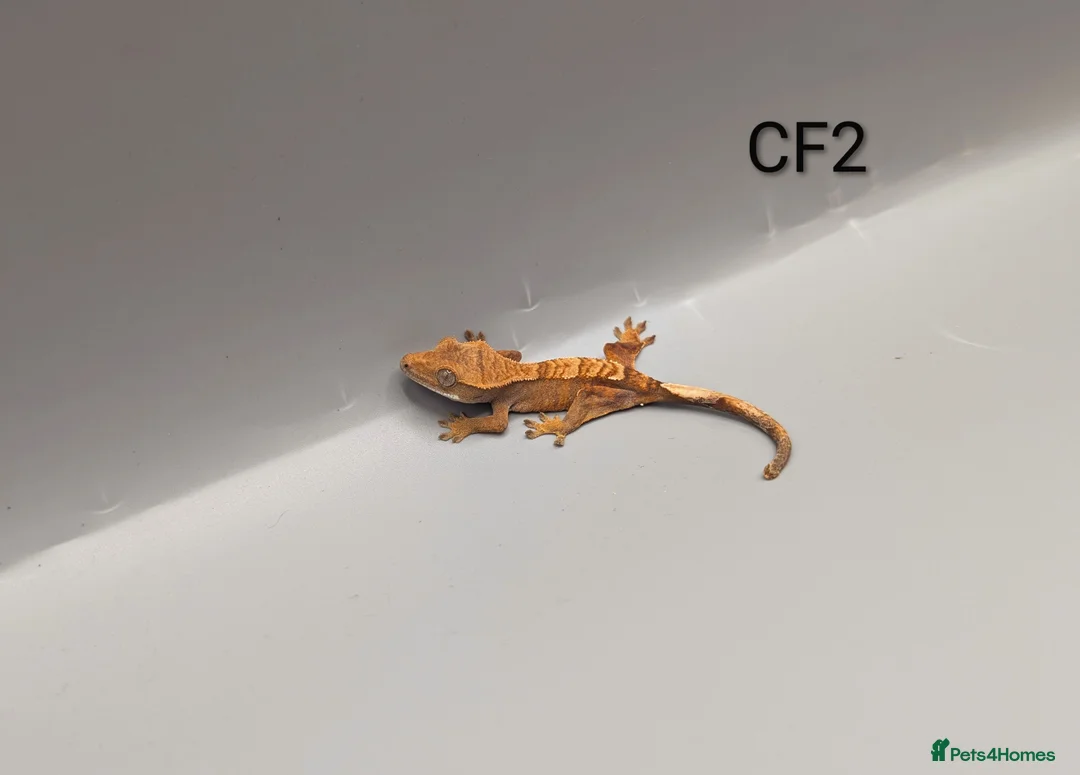 Gecko reptiles for sale: Red Flame Crested Gecko CB25  - Advert 5