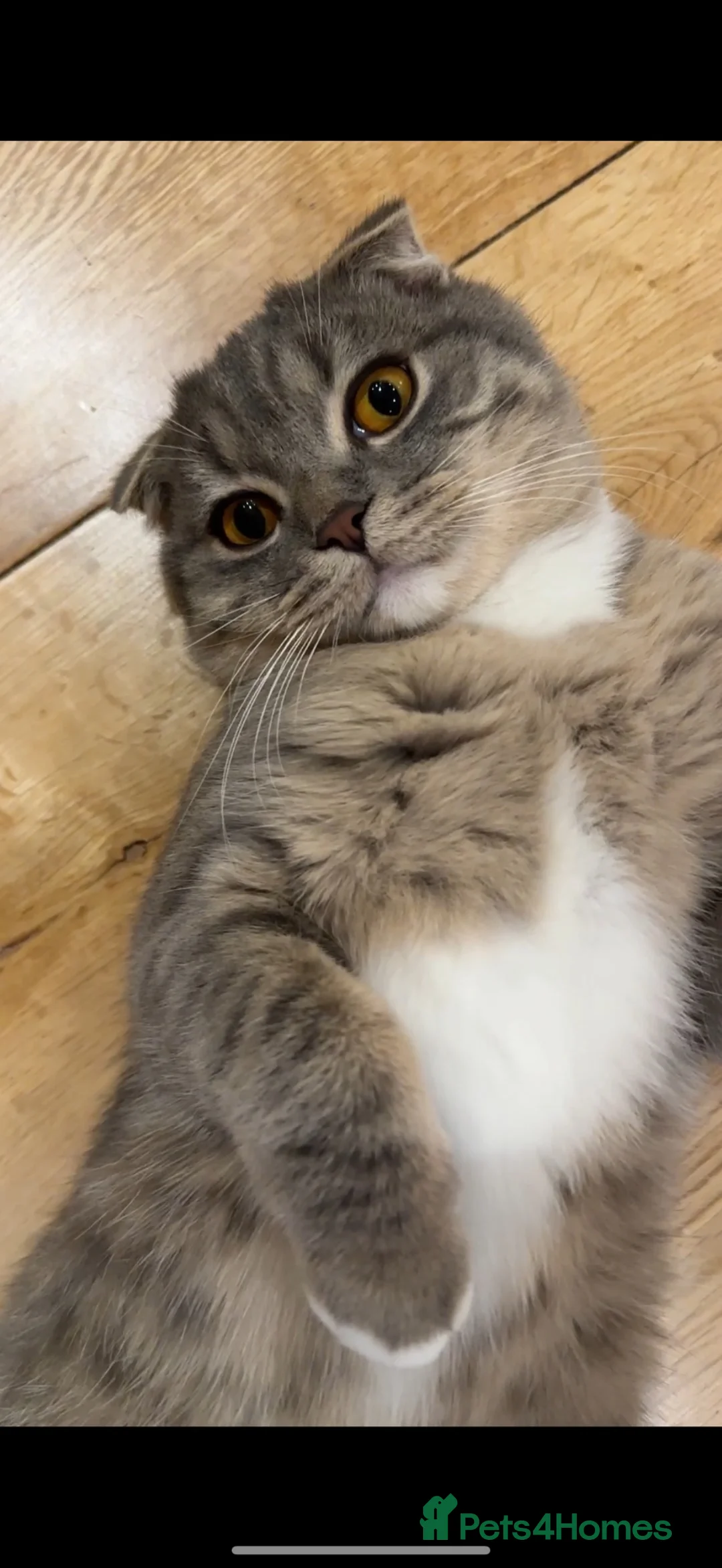 Scottish Fold cats for sale: Scottish fold Looking for a New Forever Home - Advert 2