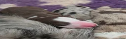 Border Collie dogs for sale: Border collie puppies - Advert 10