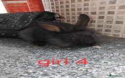 Lionhead rabbits for sale: 5 beautiful lionhead female babies - Image 17