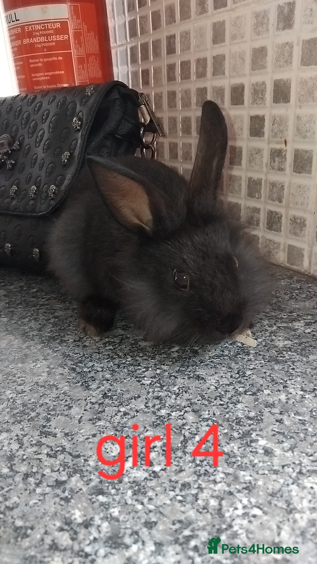 Lionhead rabbits for sale: 5 beautiful lionhead female babies - Image 17