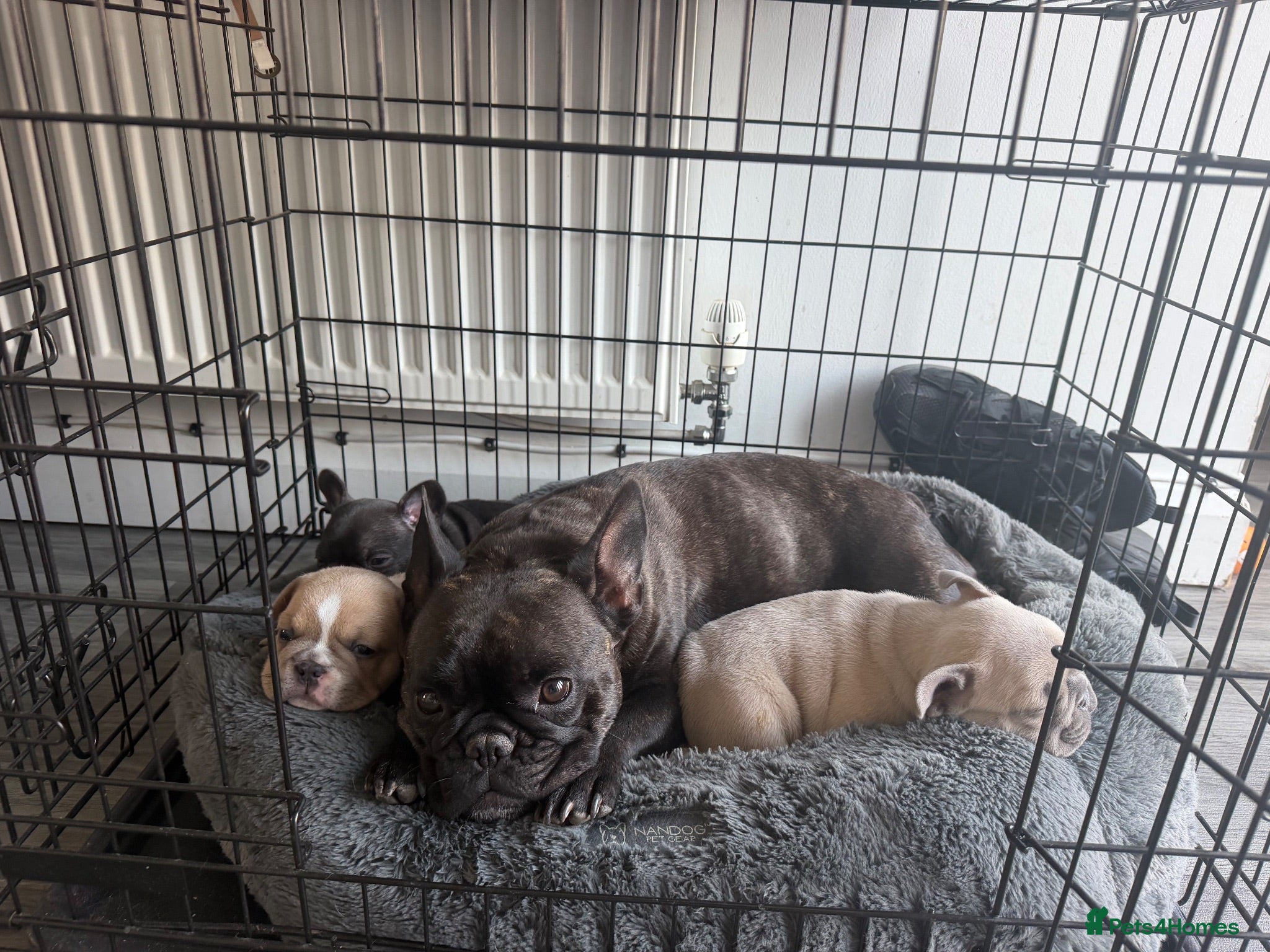 French Bulldog dogs Three stunning male French bulldogs for sale - Advert 3