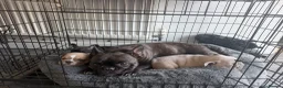 French Bulldog dogs for sale: Three stunning male French bulldogs for sale in Manchester - Advert 1