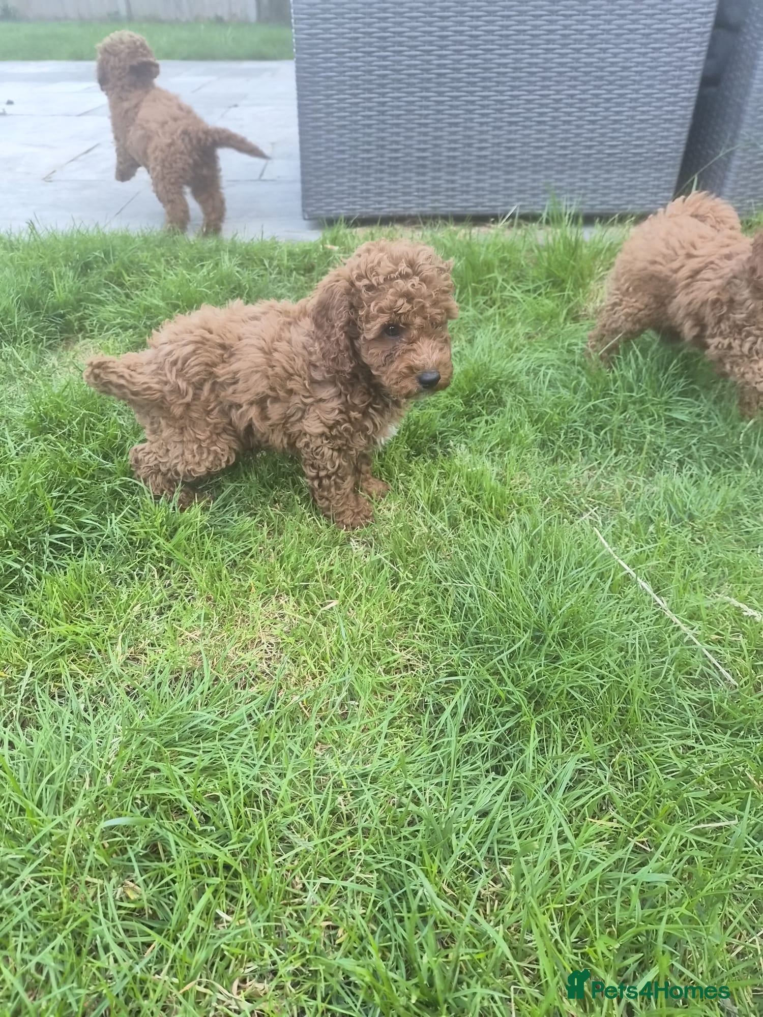 Cavapoo dogs fox red cavapoo - Advert 12