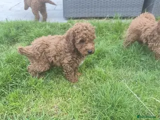 Cavapoo dogs fox red cavapoo - Advert 12