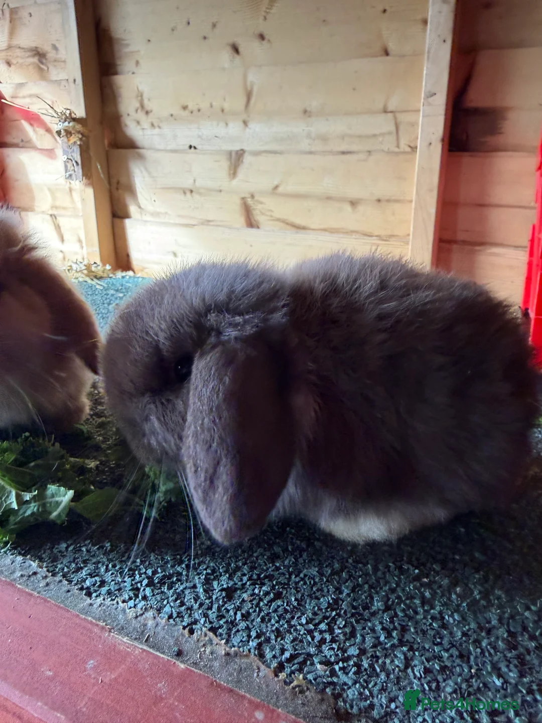 Mini Lop rabbits for sale: Mini lop pure bred  - Advert 3