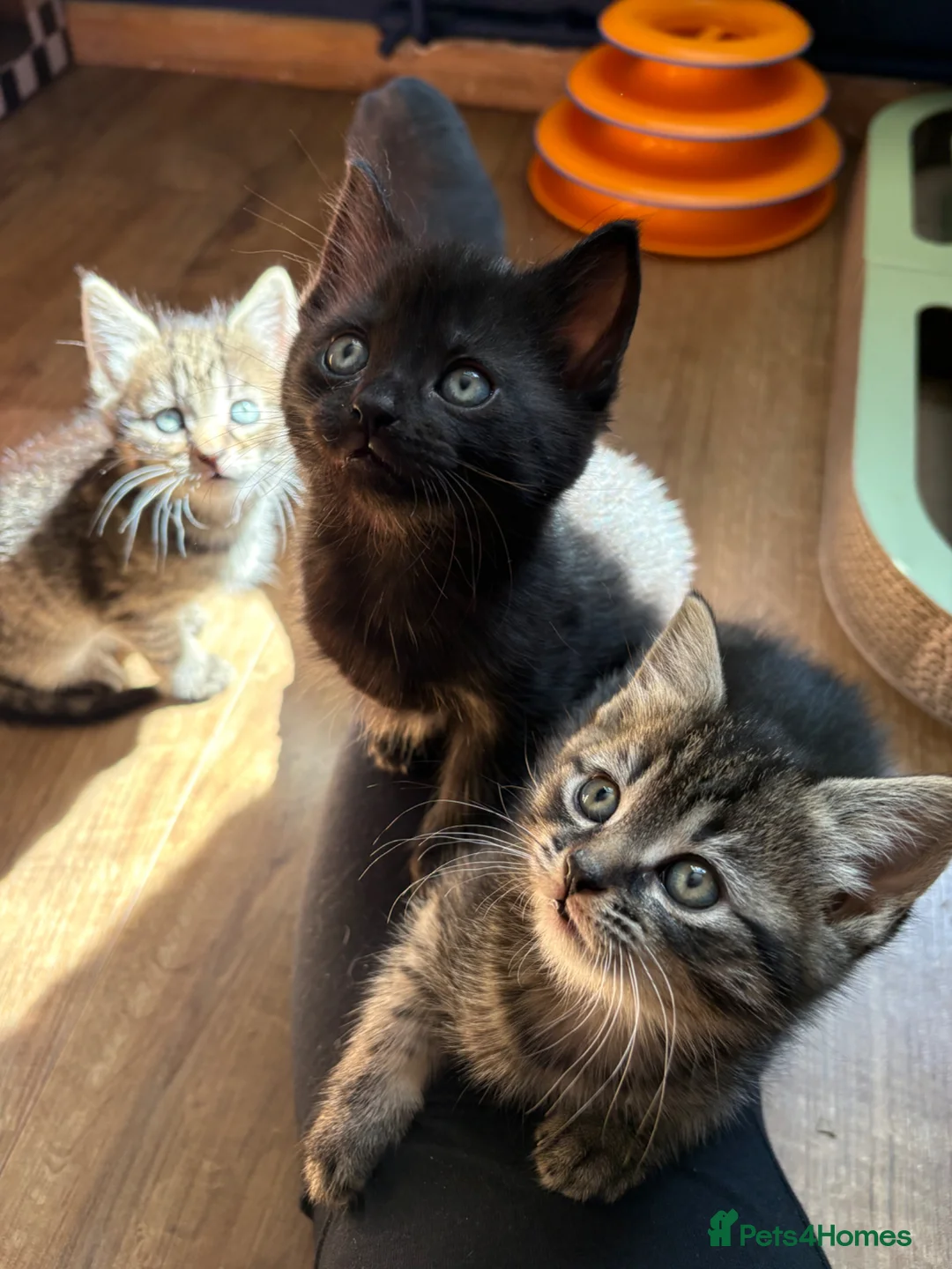 Bombay cats for sale: 2 sweet girls for sale - Advert 2