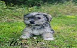 Shorkie dogs for sale: Shorkie pups ready now - Image 8