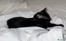 Mixed Breed cats for sale: Beautiful playful female kitten - Image 1