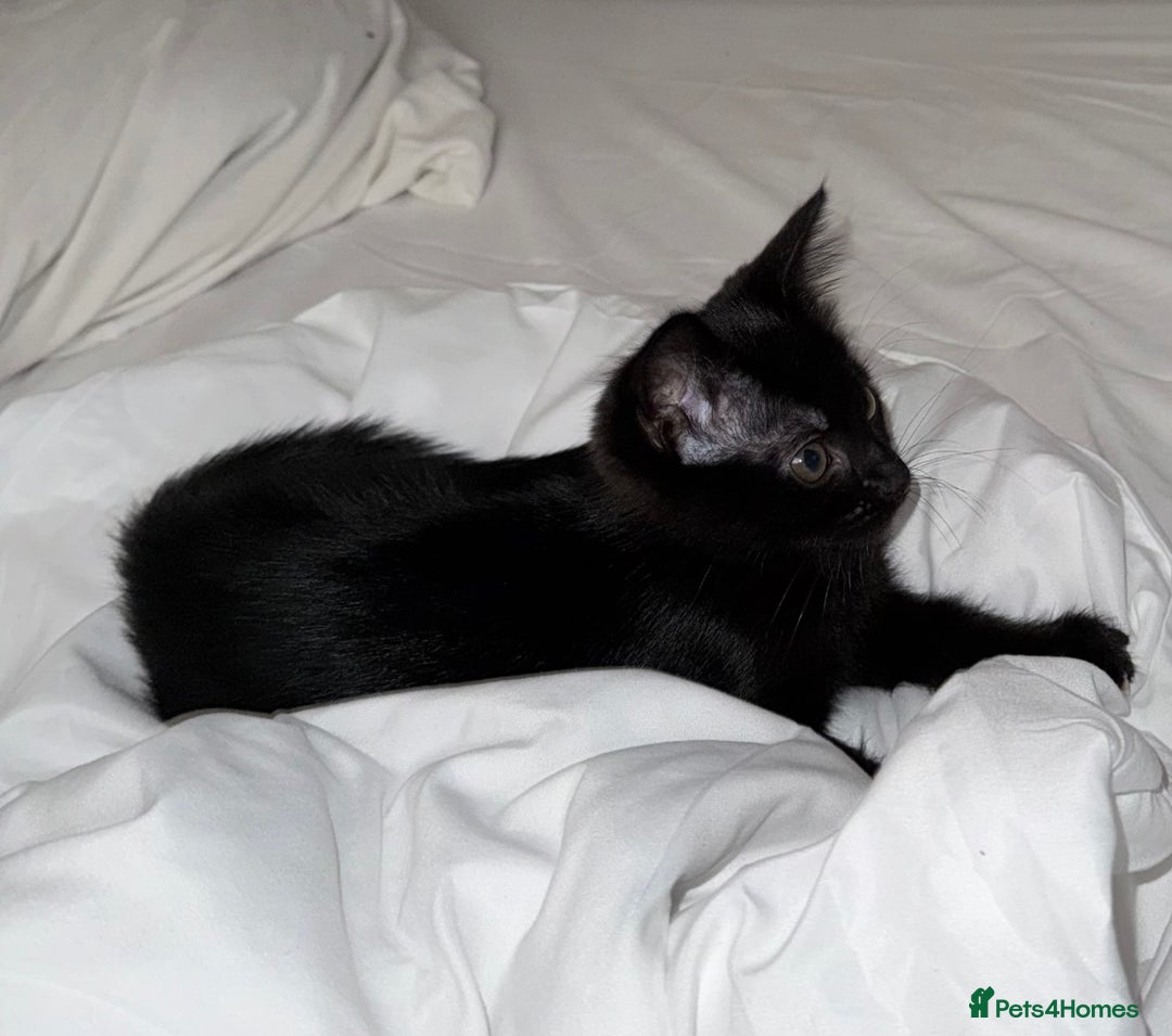 Mixed Breed cats for sale: Beautiful playful female kitten - Image 1