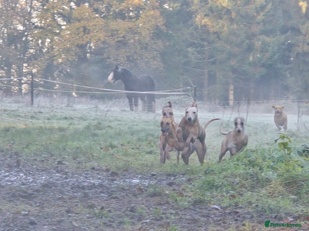 Whippet dogs for sale: Whippet litter.  One male left (badger) - Advert 25