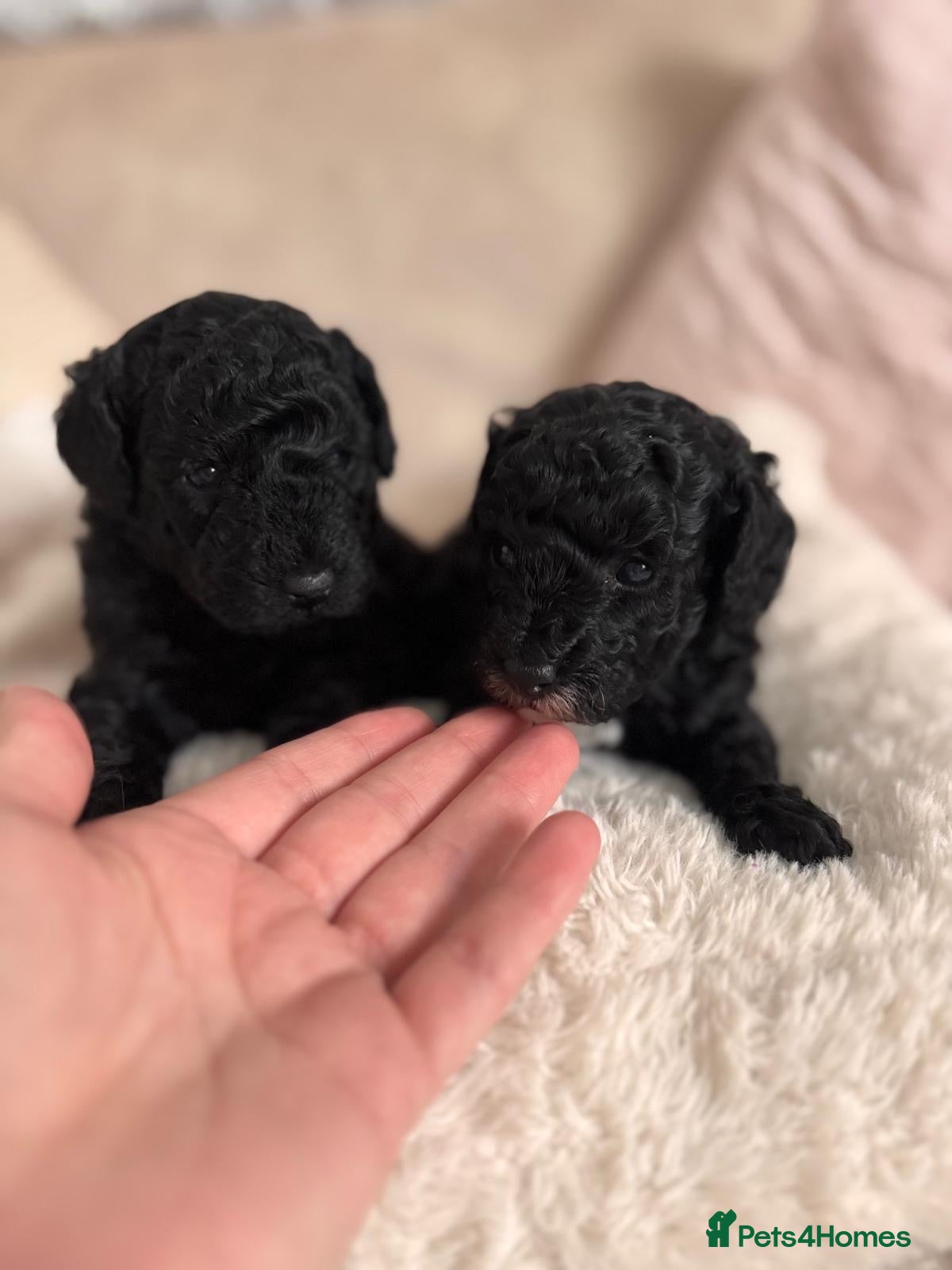 Toy Poodle dogs Toy poodle girls - Advert 16