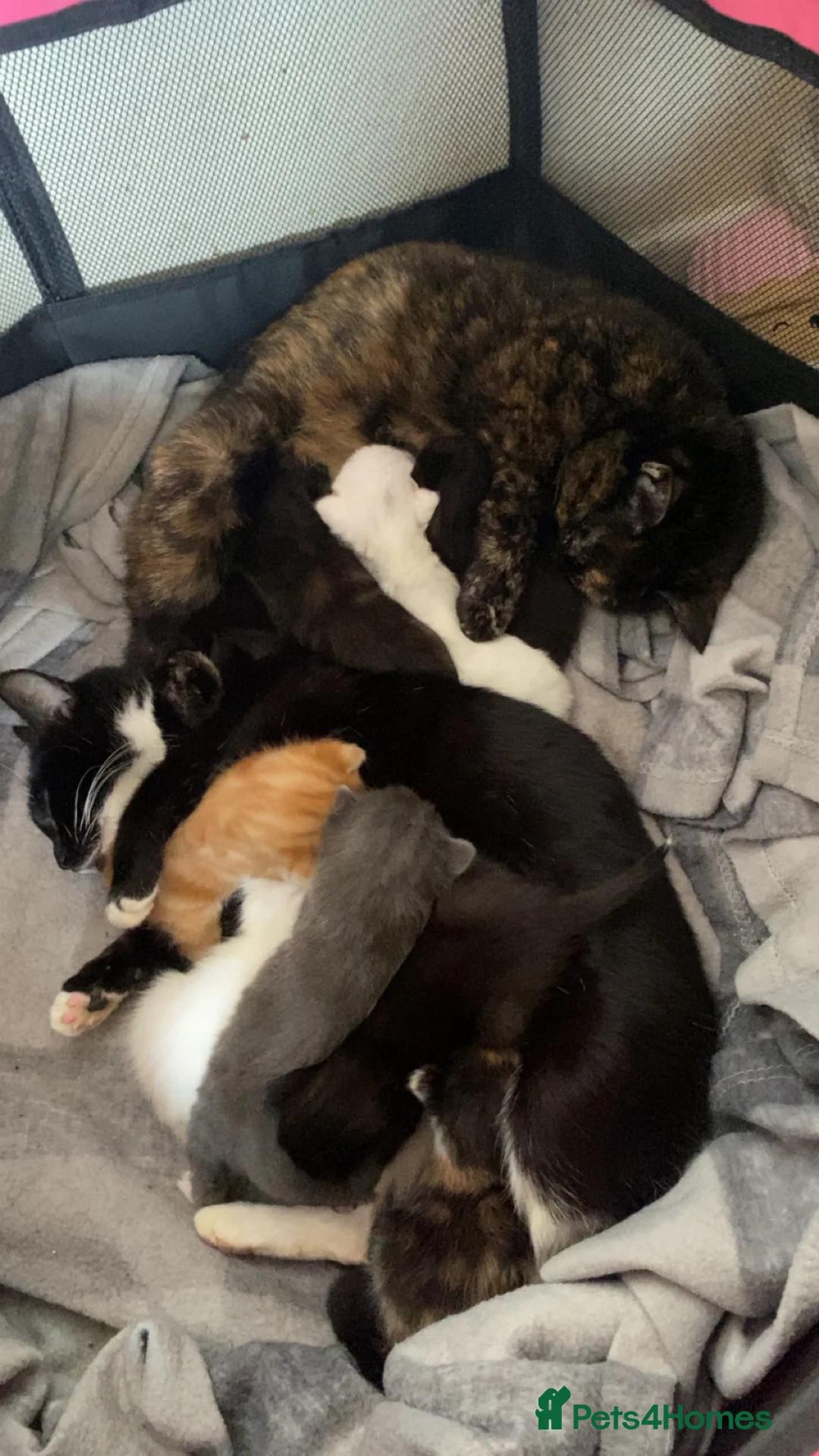 Mixed Breed cats for sale: 3 adorable kittens ready now! - Advert 2