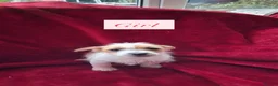Jack Russell dogs for sale: Four jack russle puppies for sale  - Advert 4
